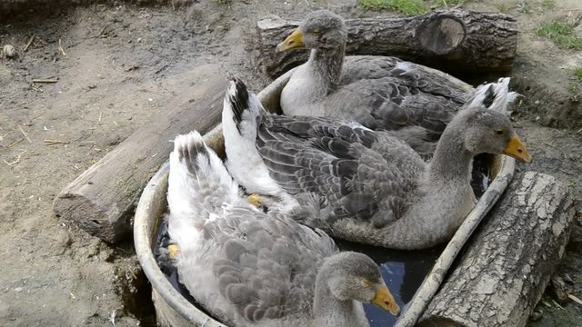 Goose sitting in a tin bath. Group of goose lying in the grass. Domestic geese family graze on traditional village barnyard. Gosse lying in the garden. Gander feed on rural farm yard
