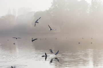 Gulls in the mist