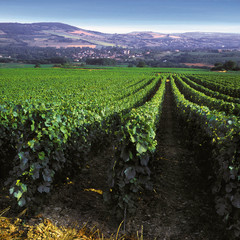 Fototapeta na wymiar burgundy vineyards