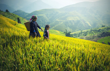 Fototapeta na wymiar Mother and Daughter Hmong, working at Vietnam Rice fields on terraced in rainy season at Mu cang chai, Vietnam. Rice fields prepare for transplant at Northwest Vietnam