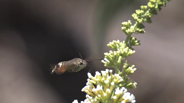 Hummingbird Hawkmoth,macroglossum stellatarum, Adult in Flight, Flapping Wings and Feeding on Buddleja or Summer Lilac, buddleja davidii, Normandy in France, Slow Motion