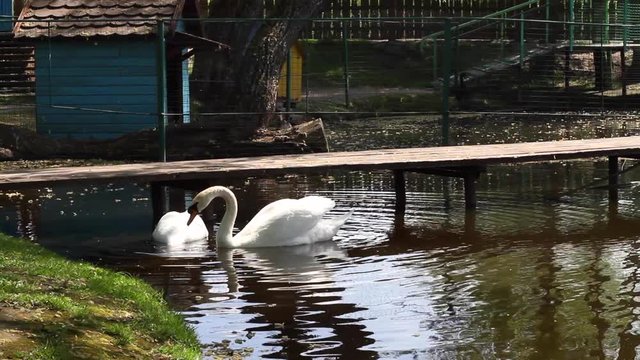 Two beautiful white swans eating and drinking on a pond