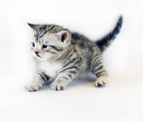 kitten play. cute kitten small striped. cat