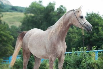 Obraz premium portrait of beautiful arabian filly at mountain background