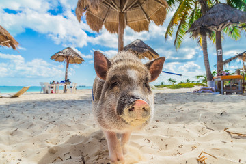 Pig on the beach. Dirty beach. Piglet under the palm trees