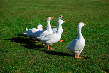 Naklejka na ściany i meble Funny domestic geese on the green grass