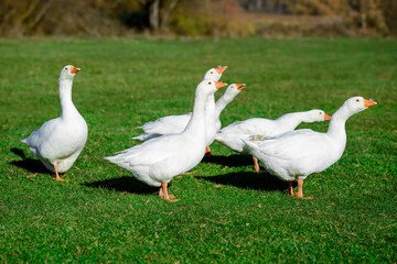 Funny domestic geese on the green grass