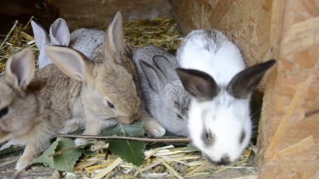 Many young bunnies in a shed. A group of small rabbits feed in barn yard. Easter symbol