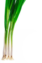 Green spring Onion on white background
