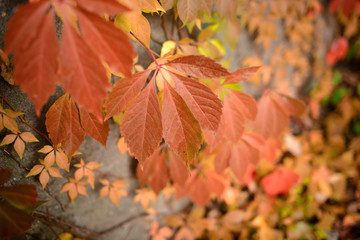 autumn ivy on the wall