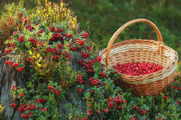 Lingonberry, basket, rotten tree stump in the forest