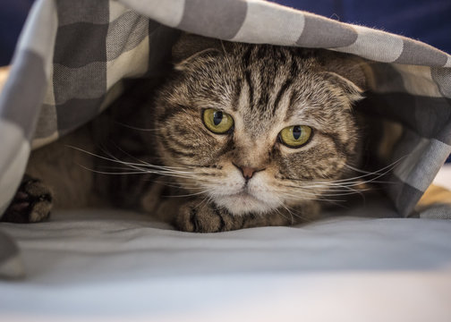 Scottish cat has hidden in fright under the checkered blanket, close-up