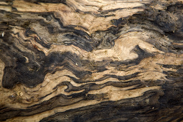 Piece of wood sculptured by water and sand