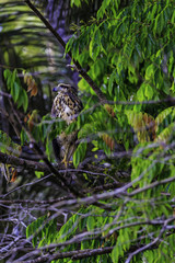 Black hawk in Surinam