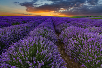 Fototapeta na wymiar Exciting landscape with lavender field at sunset