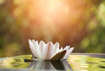 Waterlily blooms in morning light