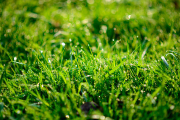 drops of dew on a green grass