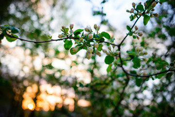 sakura flowers in spring blooming garden on sunrise