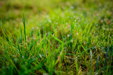 drops of dew on a green grass