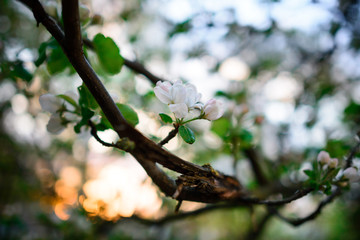 sakura flowers in spring blooming garden on sunrise