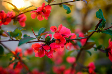Flowering shrub of red Ixora coccinea isolated on white backgrou