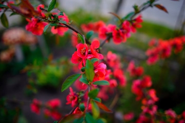 Flowering shrub of red Ixora coccinea isolated on white backgrou