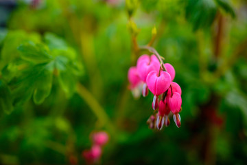 bleeding heart [Dicentra spectabilis]