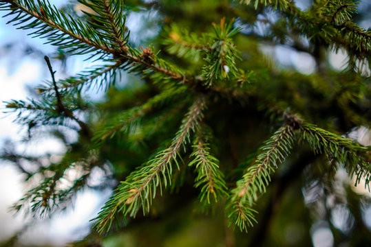 Fototapeta Needles trees macro with spyder
