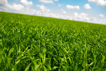 Beatiful morning green field with blue heaven