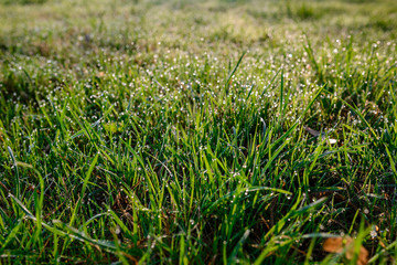 drops of dew on a green grass