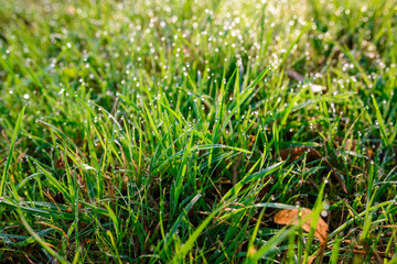 drops of dew on a green grass