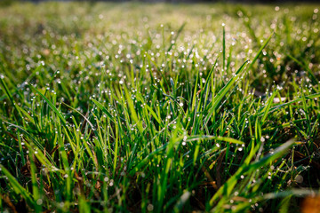 drops of dew on a green grass