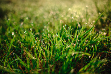 drops of dew on a green grass