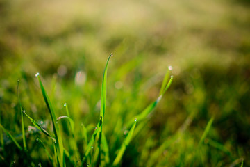 drops of dew on a green grass