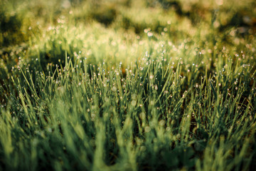 drops of dew on a green grass