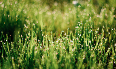 drops of dew on a green grass