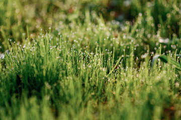 drops of dew on a green grass