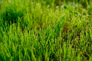 drops of dew on a green grass