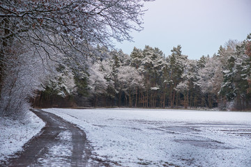 Snowy Forest Landscape
