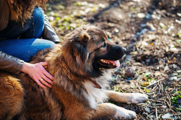 Girl playing with Caucasian shepherd dog, autumn