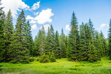Forest in Durmitor National Park, Montenegro