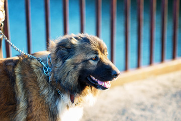 Girl playing with Caucasian shepherd dog, autumn