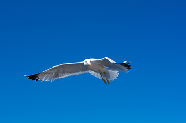 Obraz premium Sea gulls in sky