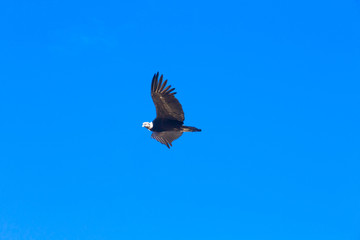 condor in sky