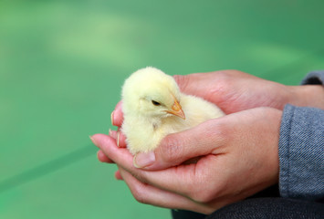 Baby chick in hand