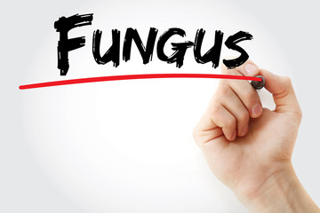 Hand writing Fungus with marker, concept background