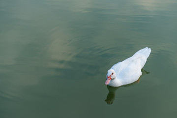 White duck in the lake