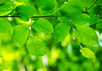 Fototapeta na wymiar Natural Leaf Background