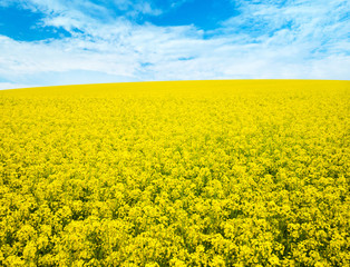 Obraz premium flowers of oil in rapeseed field