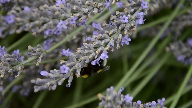 Bumblebee pollinating flowers of lavender in the summer. Bumble-bee fly in herbs